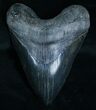 Massive Megalodon Tooth (RESTORED) #6063-1